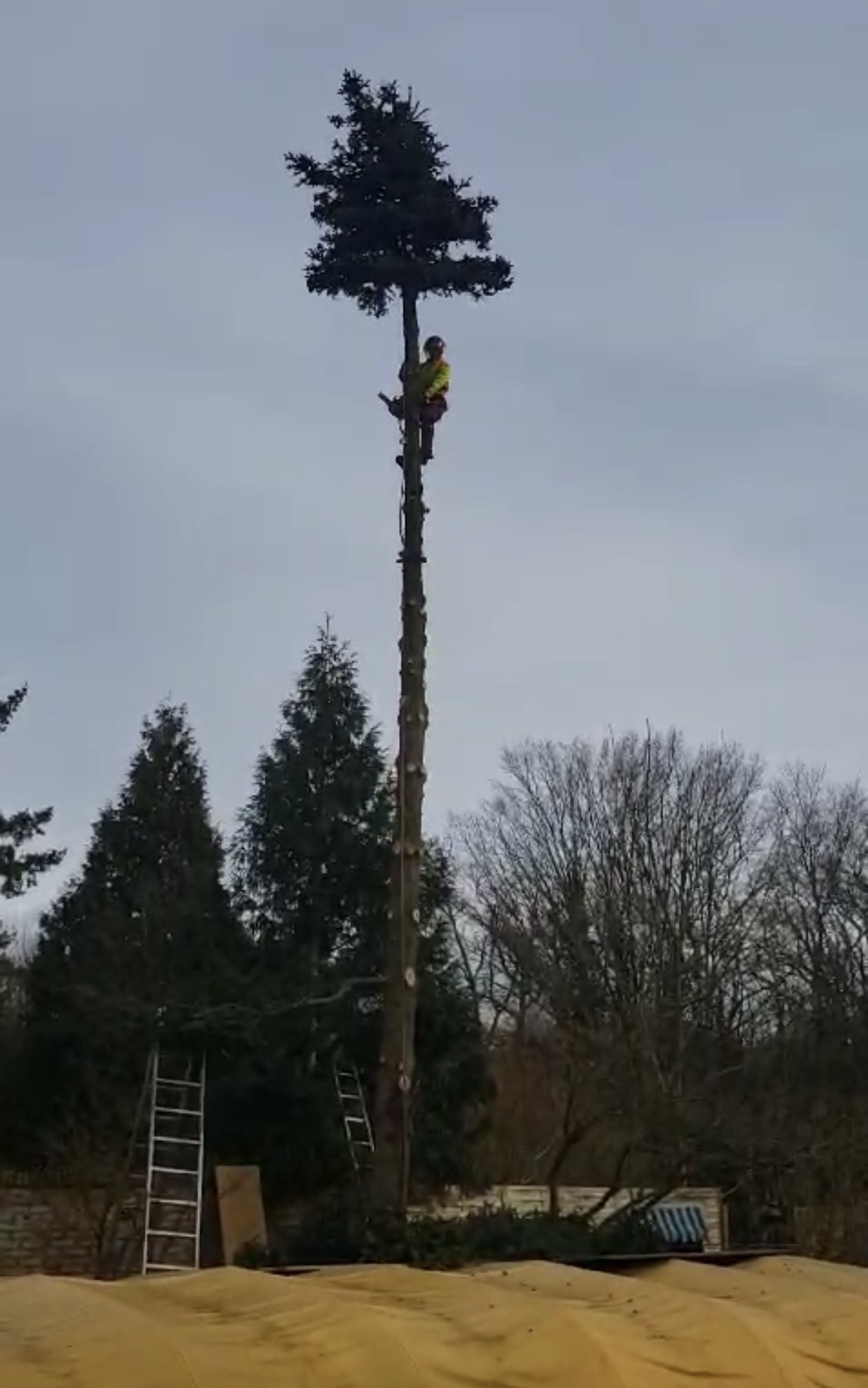 Baumpfleger in Warnkleidung hoch oben am bereits entasteten Stamm eines Nadelbaums