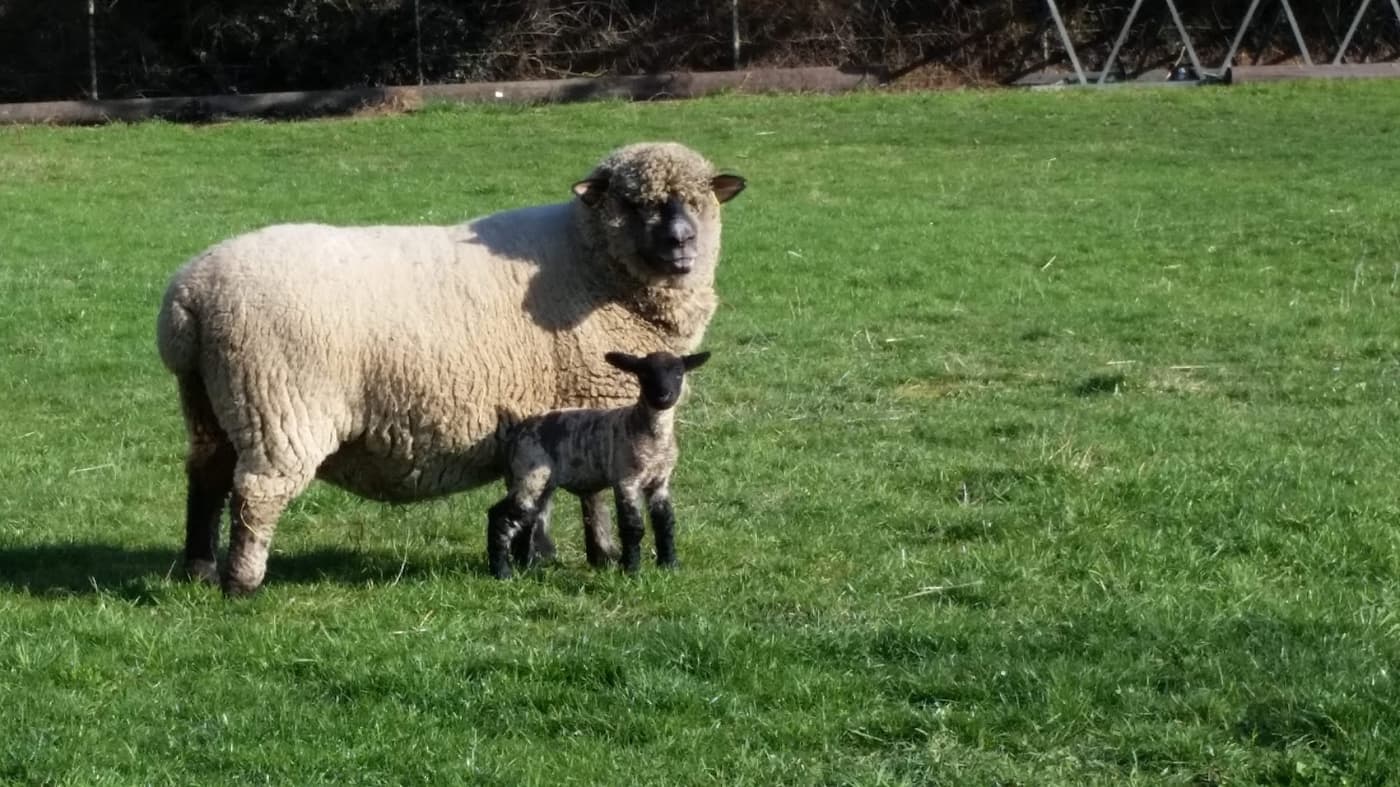 Mutterschaf mit Lamm auf einer beweideten Wiese
