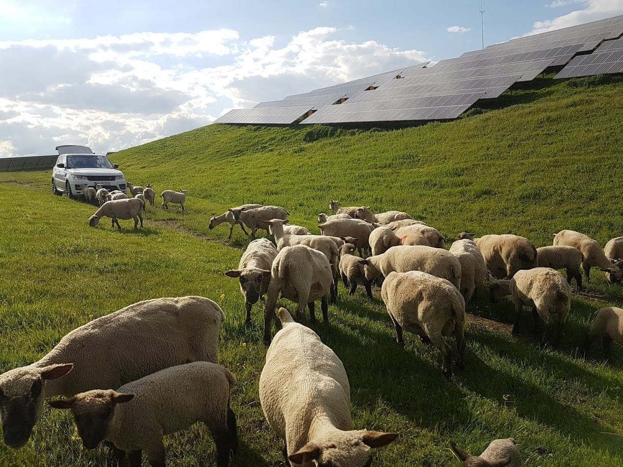 Shropshireschafe beweiden die Grünfläche unter den Modulreihen eines Solarparks